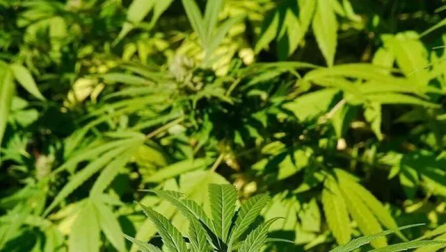 妹妹刷缅甸救援视频认出姐姐的手,香港管家婆期期精准选一肖2025,公开决策资料解释落实_豪华版V3.97